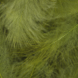 FFGene Piume CDC colorate selezionate singolarmente