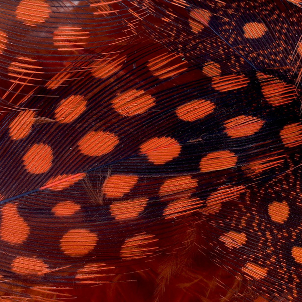 FFGene Piume di faraona