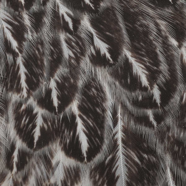Ritaglio di sella di gallina Wapsi per mosche soft hackle
