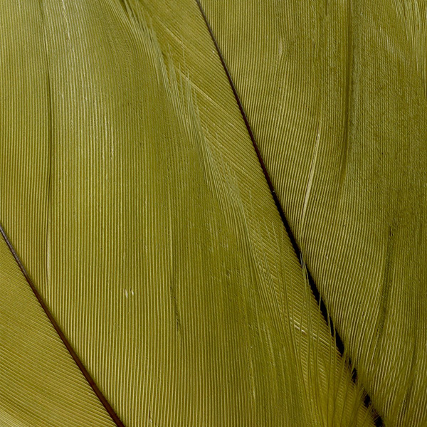 FFGene Piume della spalla d’oca