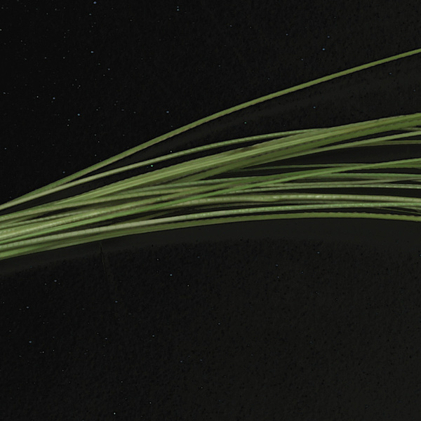 Hareline Quill per corpi