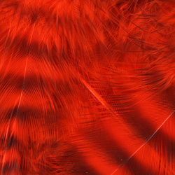 Hareline Piume da hackle morbida Grizzly