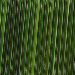 Costola di vetro Sybai