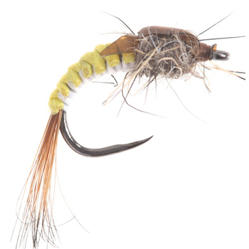 Polacco Wowen Hydropsyche Larva Giallo/Marrone